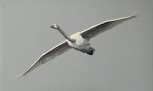 wilde-zwaan-olie-op-linnen-80x135cm